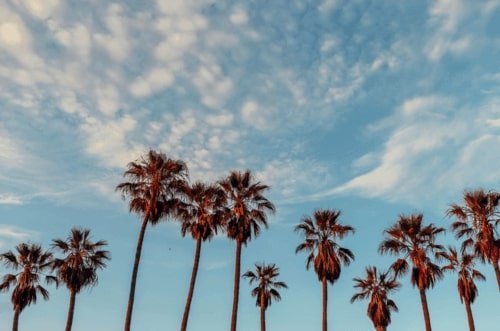 Palm trees against a blue sky