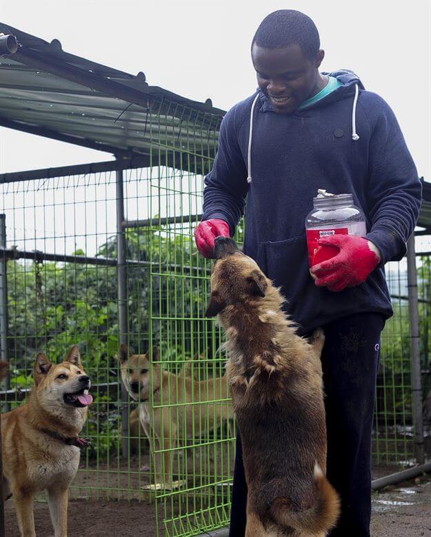 Animal shelter volunteer feeding a dog